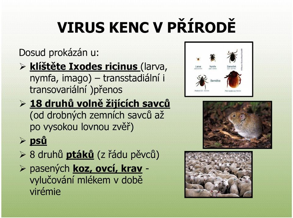 žijících savců (od drobných zemních savců až po vysokou lovnou zvěř) psů 8