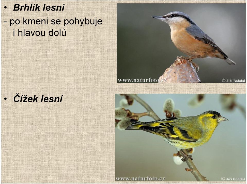 pohybuje i