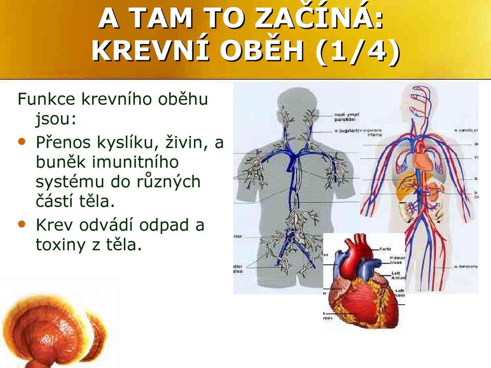 živin, a buněk imunitního systému do