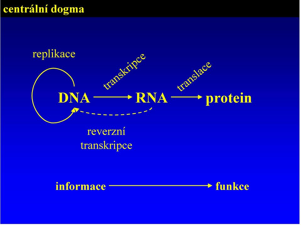 protein reverzní