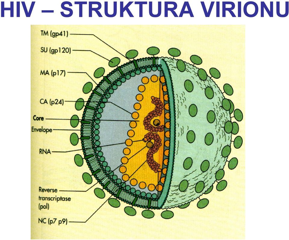 VIRIONU