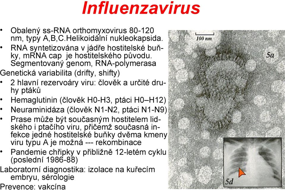 Segmentovaný genom, RNA-polymerasa Genetická variabilita (drifty, shifty) 2 hlavní rezervoáry viru: člověk a určité druhy ptáků Hemaglutinin (člověk H0-H3, ptáci H0 H12)