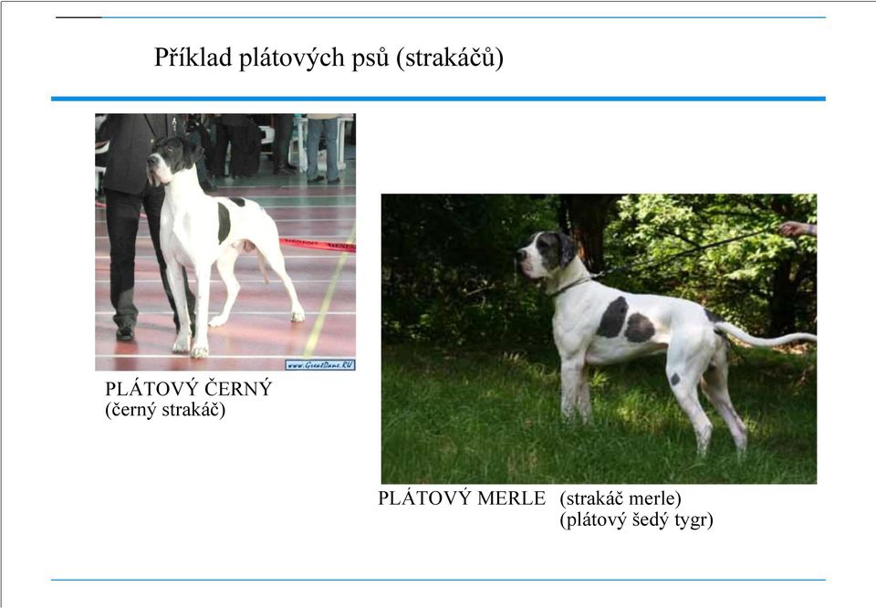 (černý strakáč) PLÁTOVÝ