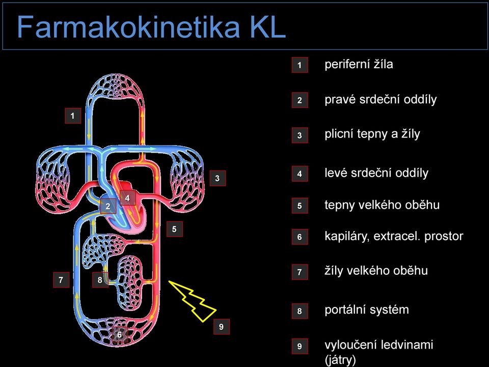 tepny velkého oběhu 5 6 kapiláry, extracel.