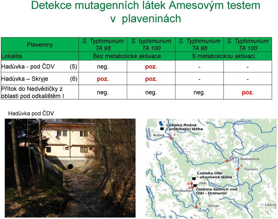 Typhimurium Plaveniny TA 98 TA 100 TA 98 TA 100 Lokalita Bez metabolické aktivace S