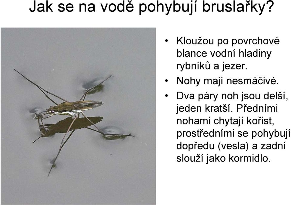Nohy mají nesmáčivé. Dva páry noh jsou delší, jeden kratší.