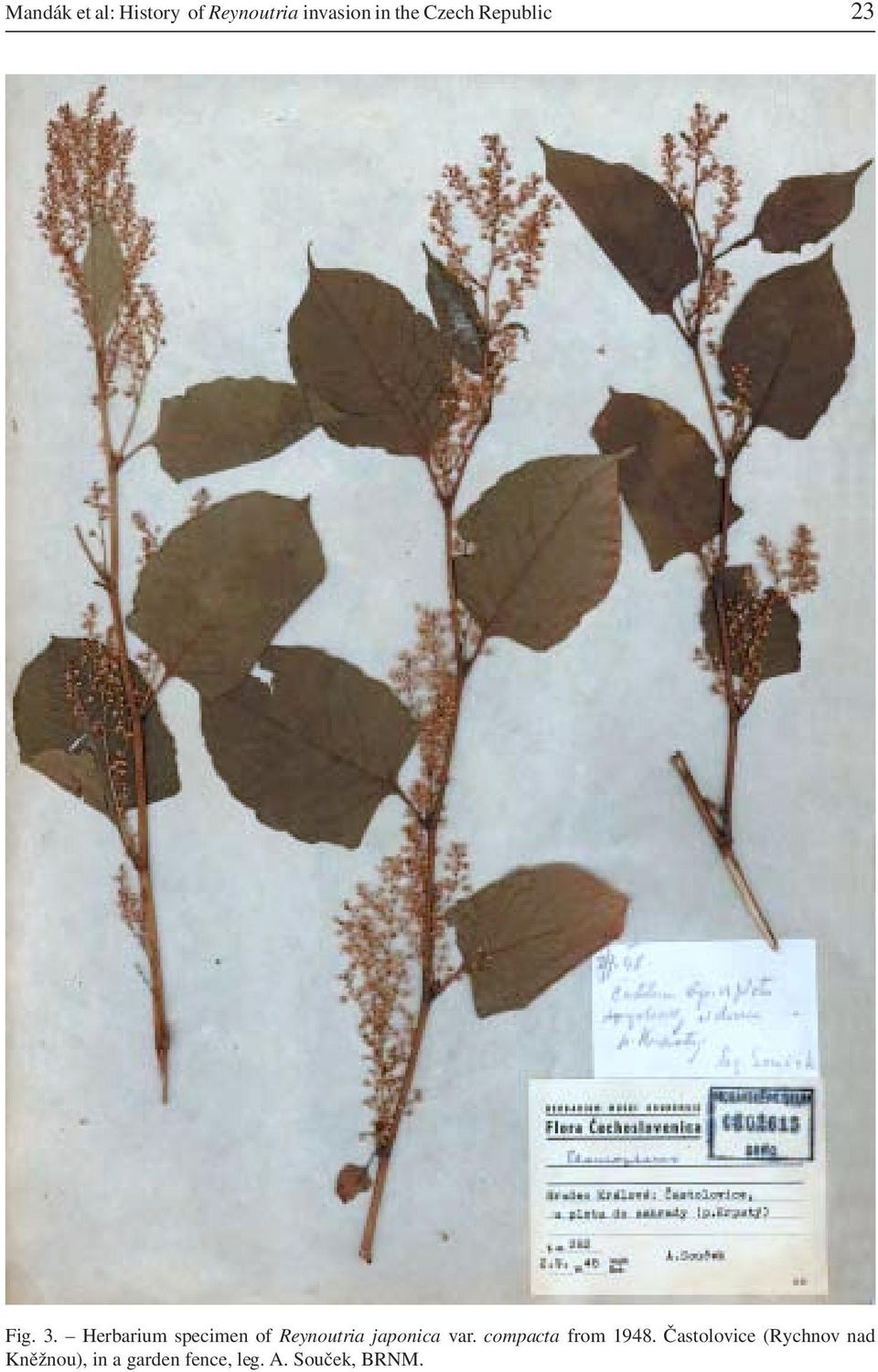 Herbarium specimen of Reynoutria japonica var.