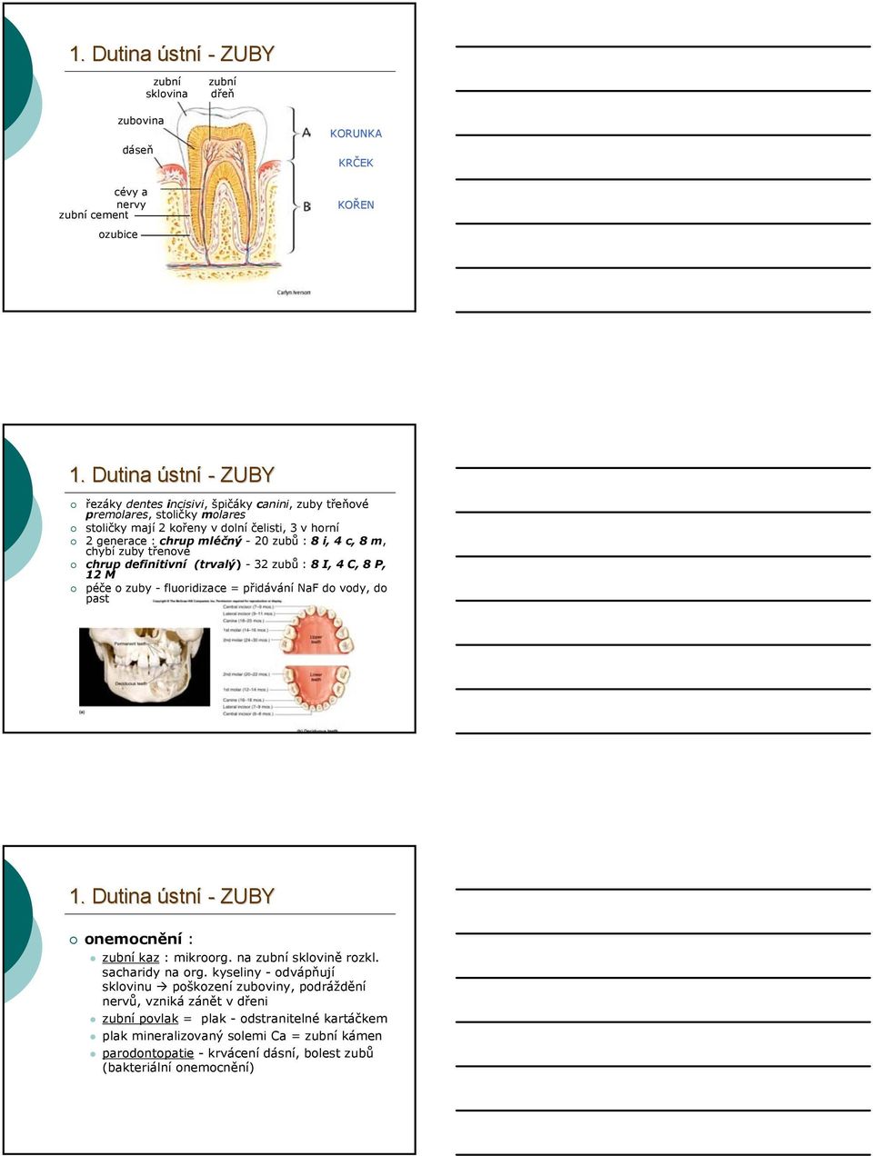 8 m, chybí zuby třenové chrup definitivní (trvalý) - 32 zubů : 8 I, 4 C, 8 P, 12 M péče o zuby - fluoridizace = přidávání NaF do vody, do past 1. Dutina ústní - ZUBY onemocnění : zubní kaz : mikroorg.