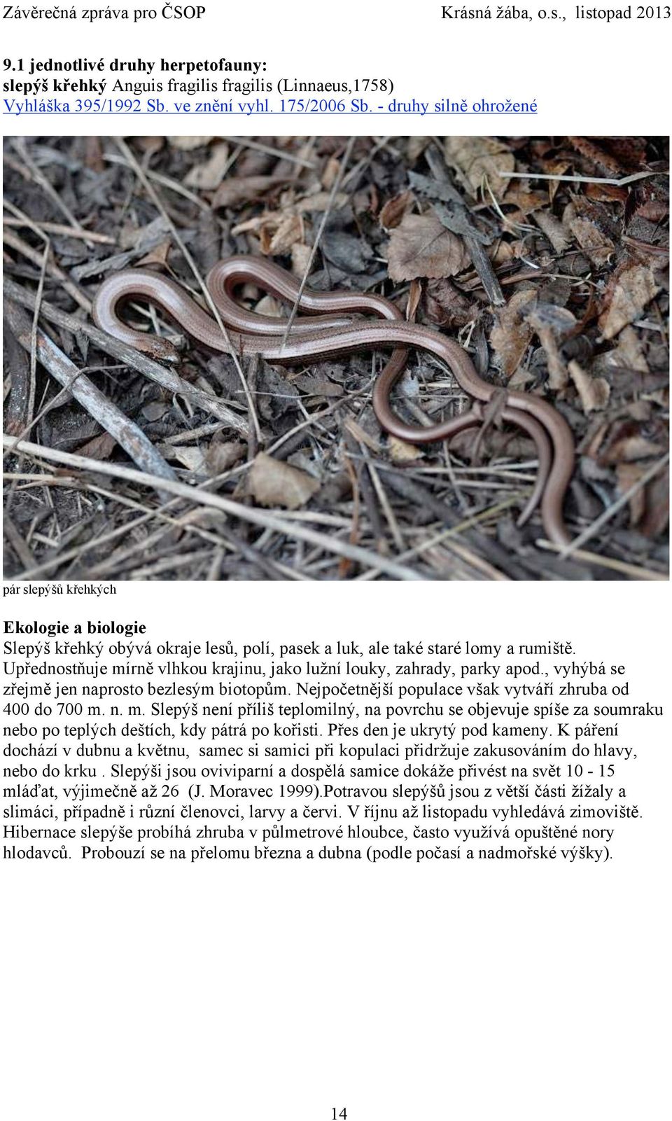 Upřednostňuje mírně vlhkou krajinu, jako lužní louky, zahrady, parky apod., vyhýbá se zřejmě jen naprosto bezlesým biotopům. Nejpočetnější populace však vytváří zhruba od 400 do 700 m. n. m. Slepýš není příliš teplomilný, na povrchu se objevuje spíše za soumraku nebo po teplých deštích, kdy pátrá po kořisti.