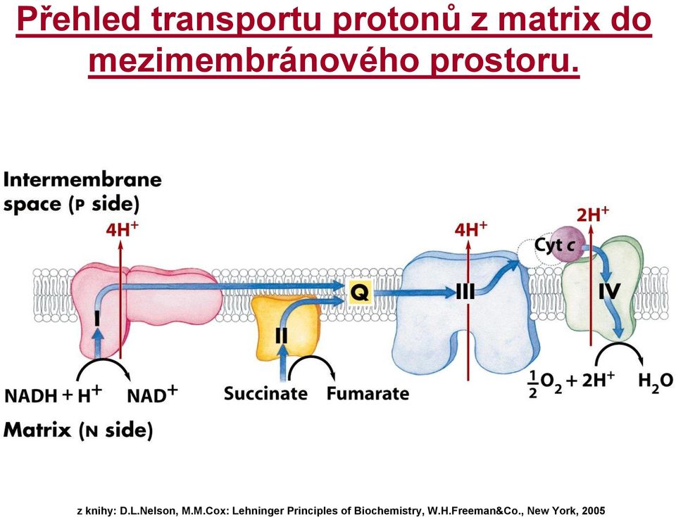 protonů z matrix