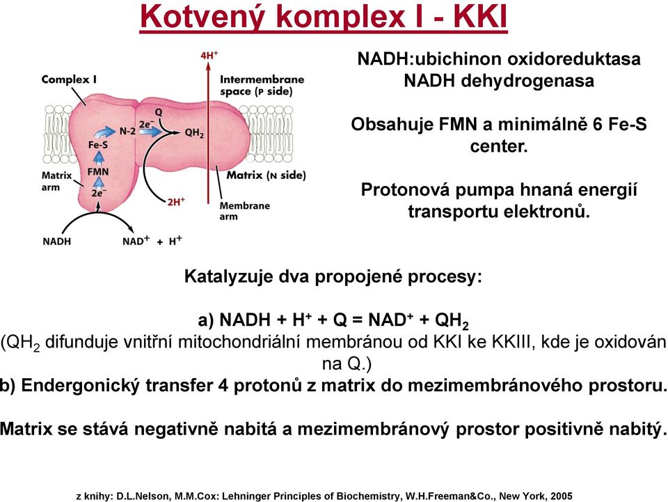 Katalyzuje dva propojené procesy: a) NADH + H + + Q = NAD + + QH 2 (QH 2 difunduje vnitřní mitochondriální membránou