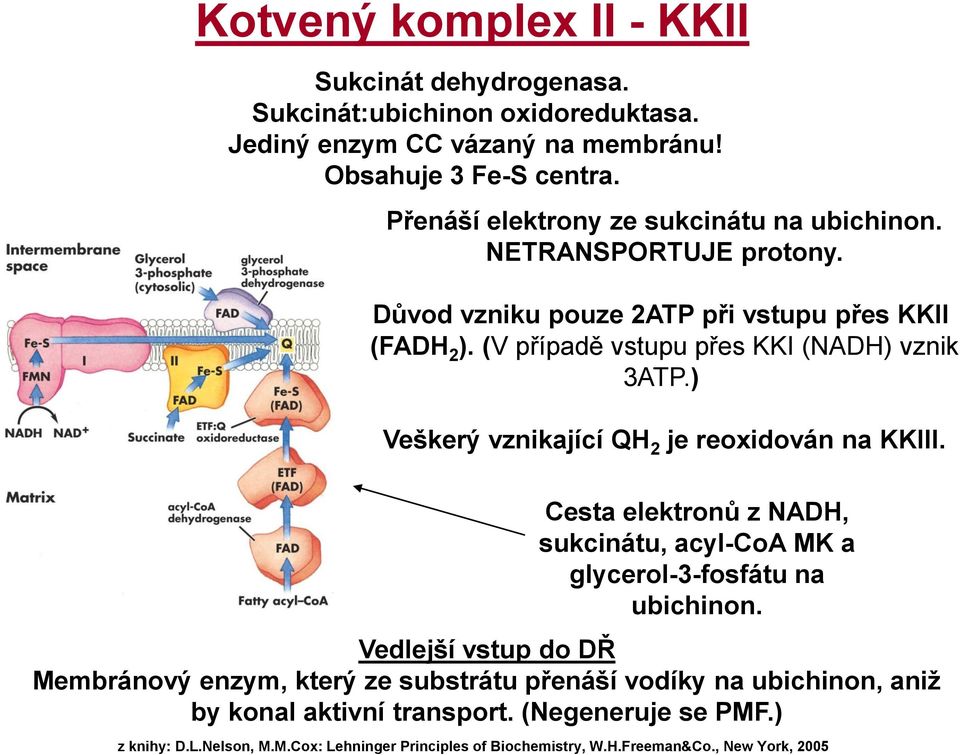 (V případě vstupu přes KKI (NADH) vznik 3ATP.) Veškerý vznikající QH 2 je reoxidován na KKIII.