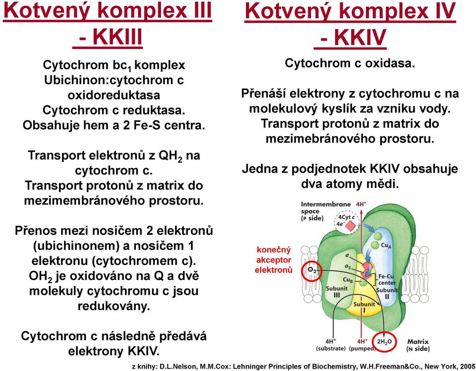 Přenos mezi nosičem 2 elektronů (ubichinonem) a nosičem 1 elektronu (cytochromem c). OH 2 je oxidováno na Q a dvě molekuly cytochromu c jsou redukovány.