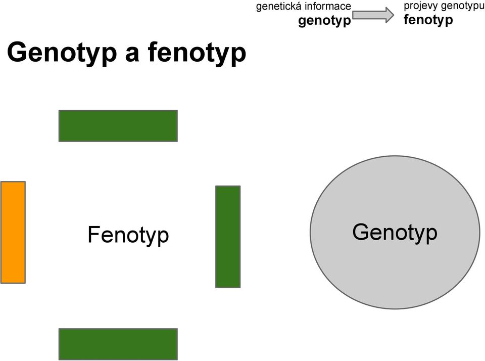 genotypu fenotyp