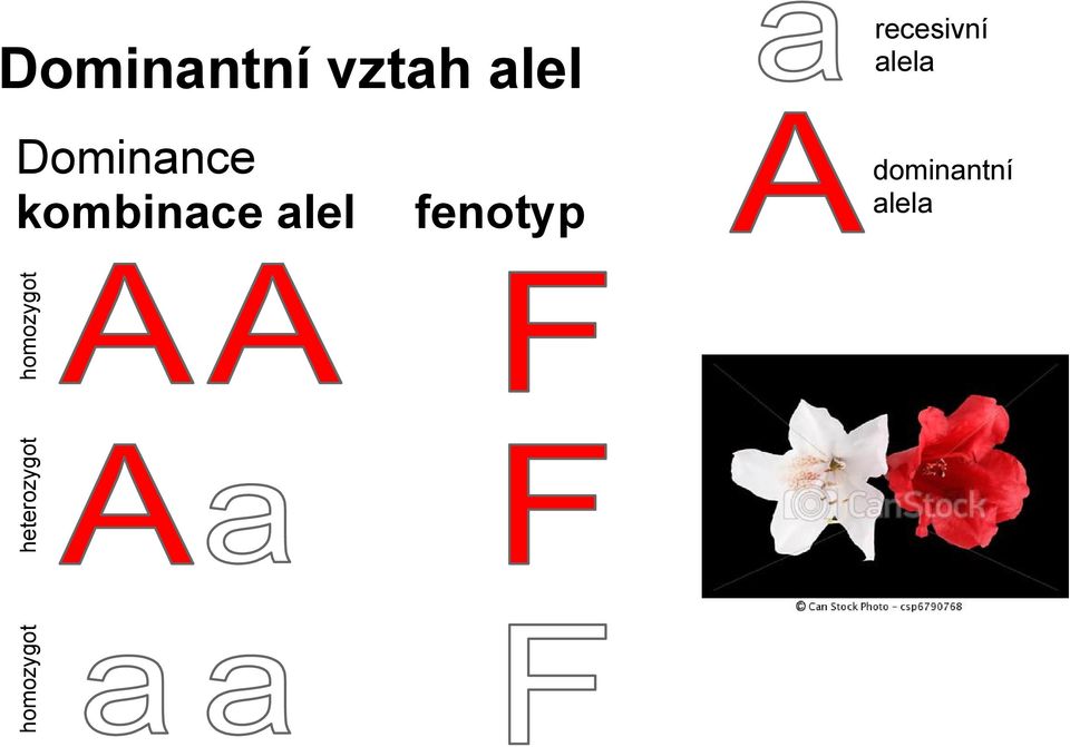 homozygot Dominance kombinace