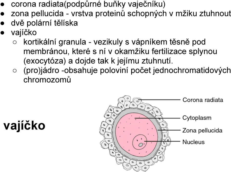 těsně pod membránou, které s ní v okamžiku fertilizace splynou (exocytóza) a dojde tak