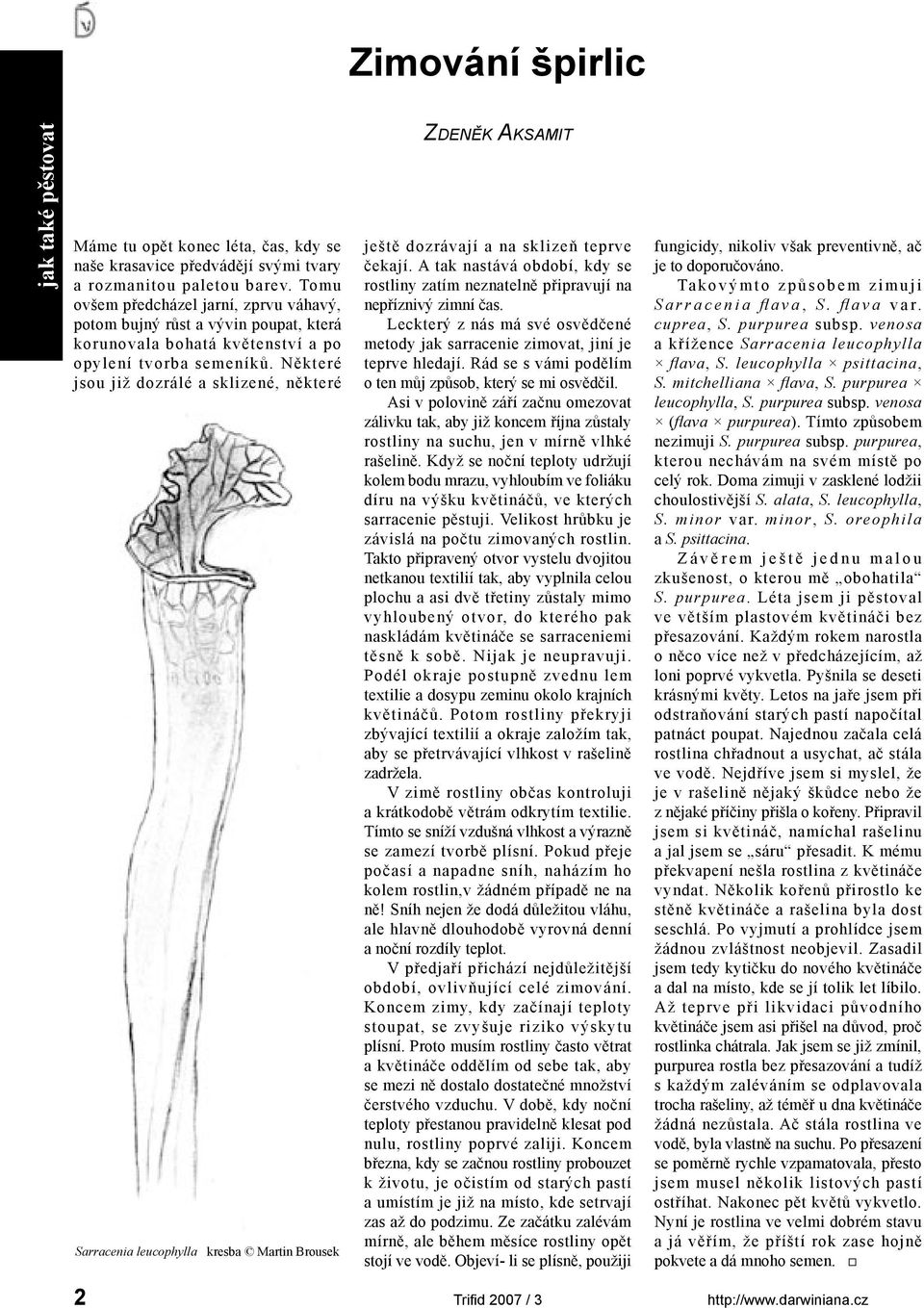 Některé jsou již dozrálé a sklizené, některé Sarracenia leucophylla kresba Martin Brousek ZDENĚK AKSAMIT ještě dozrávají a na sklizeň teprve čekají.