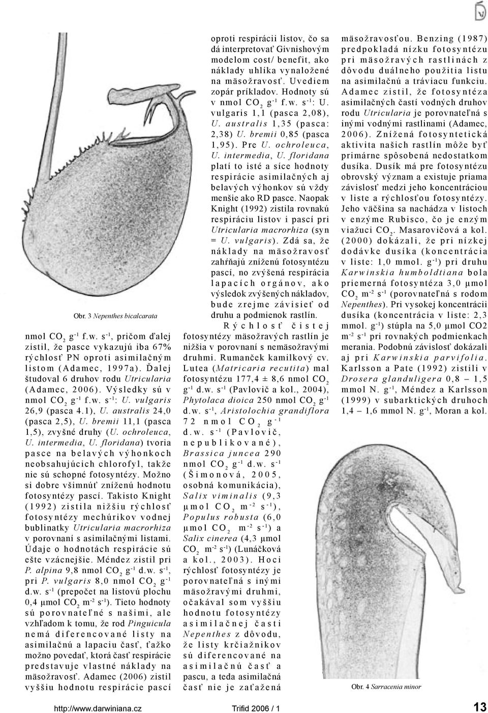 bremii 11,1 (pasca 1,5), zvyšné druhy (U. ochroleuca, U. intermedia, U. floridana) tvoria p a s c e n a b e l a v ý c h v ý h o n k o c h neobsahujúcich chlorofyl, takže nie sú schopné fotosyntézy.