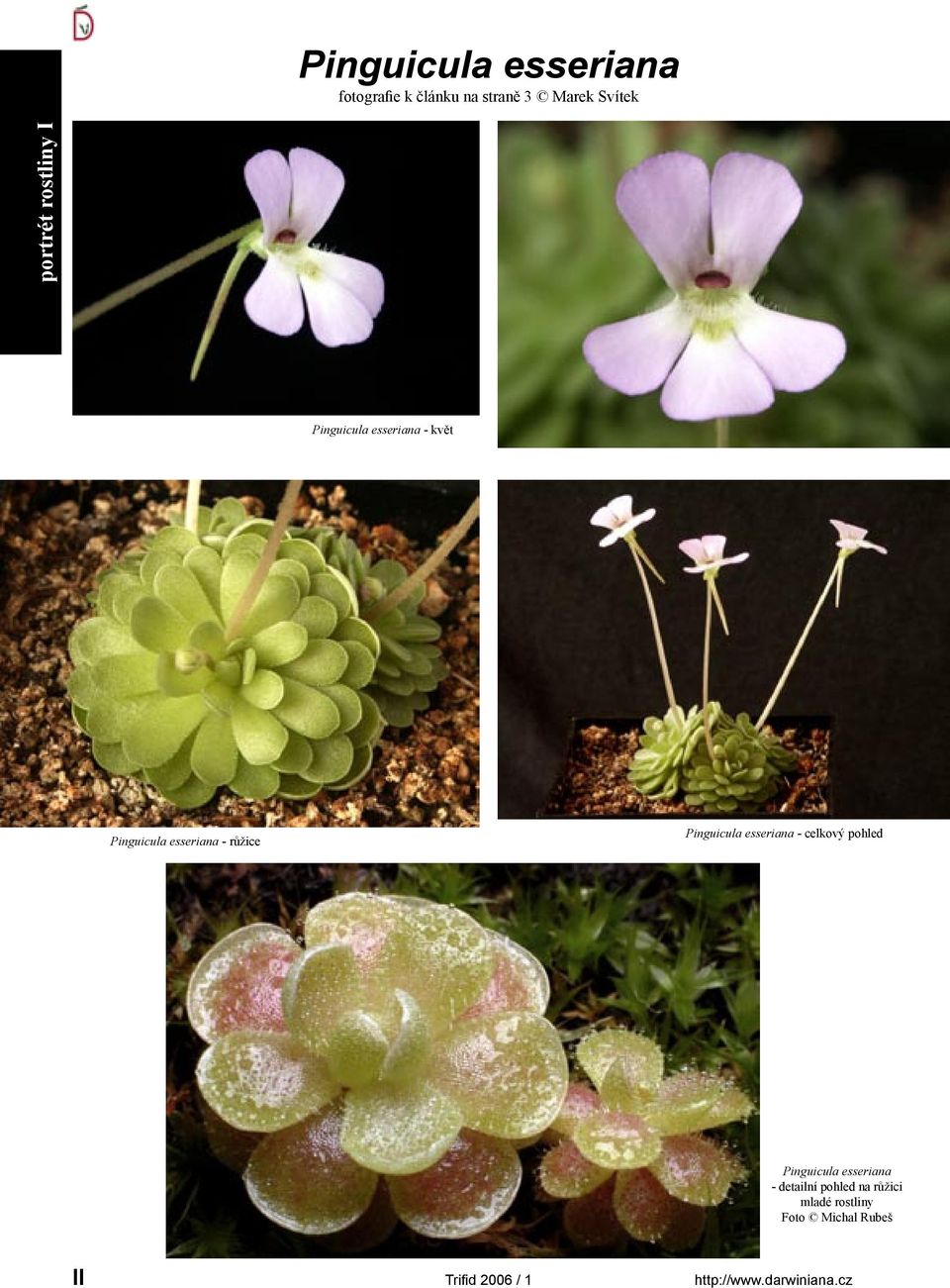 Pinguicula esseriana - celkový pohled Pinguicula esseriana - detailní pohled