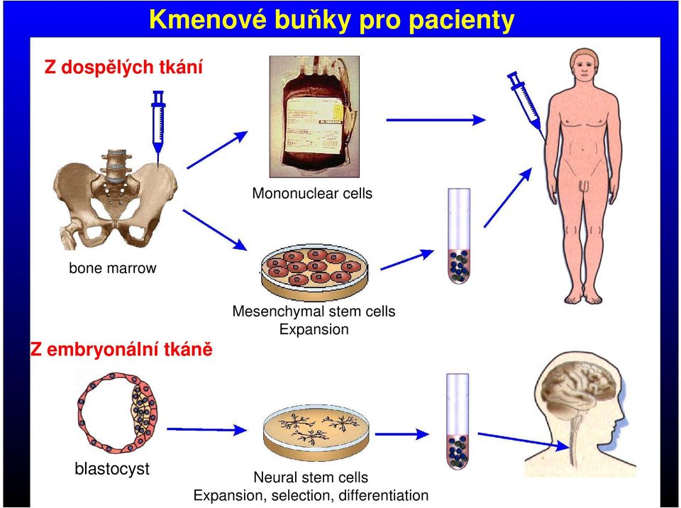 tkáně Mesenchymal stem cells Expansion