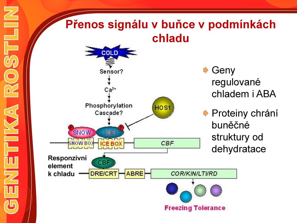 Responzivní element k chladu Proteiny