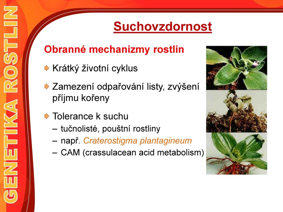 Tolerance k suchu tučnolisté, pouštní rostliny např.