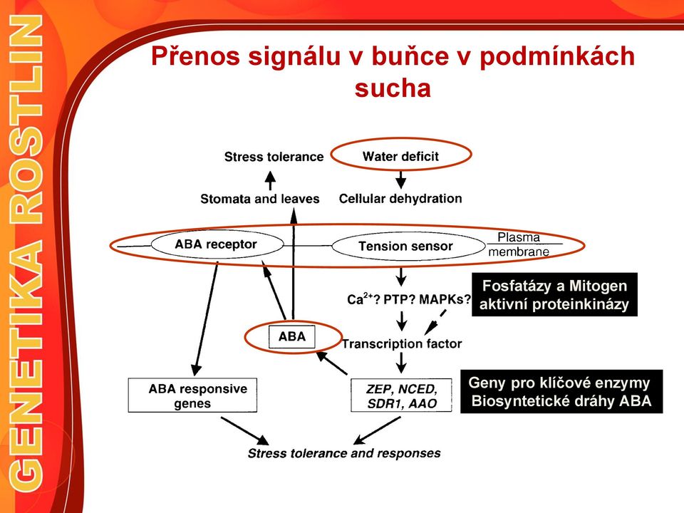 Mitogen aktivní proteinkinázy