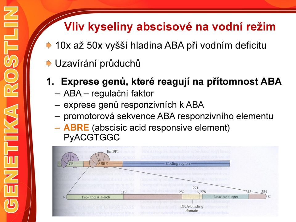 Exprese genů, které reagují na přítomnost ABA ABA regulační faktor exprese