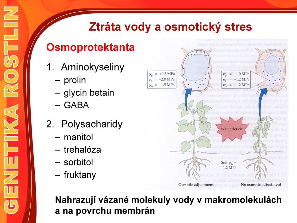 Polysacharidy manitol trehalóza sorbitol fruktany