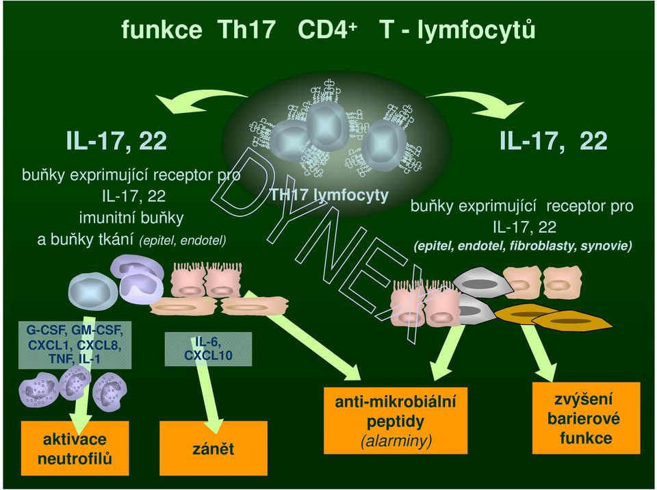 IL-17, 22 (epitel, endotel, fibroblasty, synovie) G-CSF, GM-CSF, CXCL1, CXCL8, TNF, IL-1