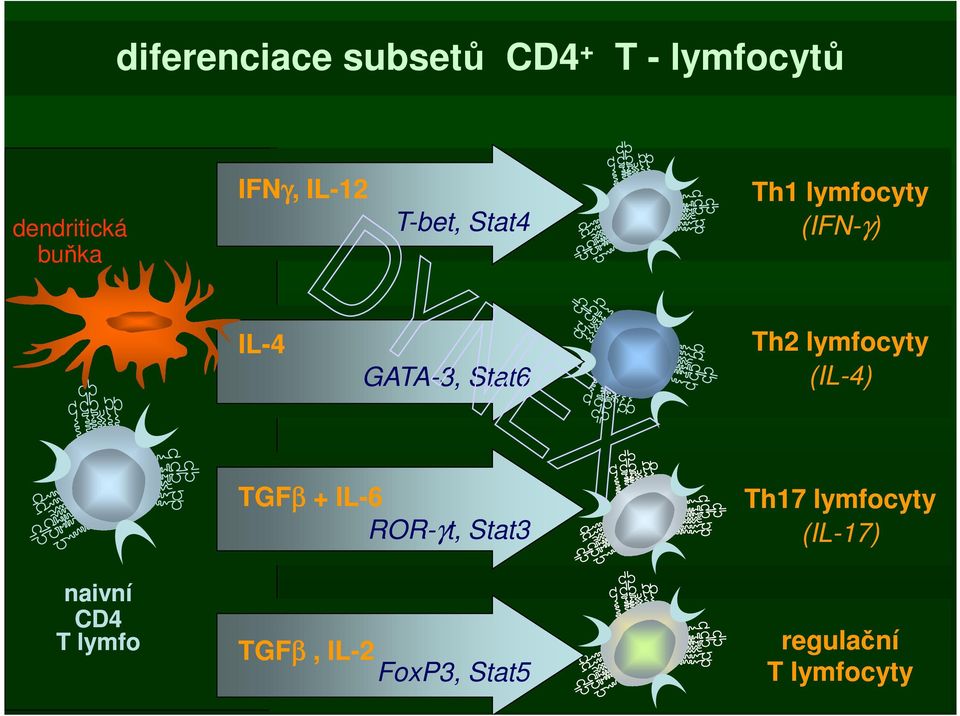 lymfocyty (IL-4) naivní CD4 T lymfo TGFβ + IL-6 ROR-γt, Stat3