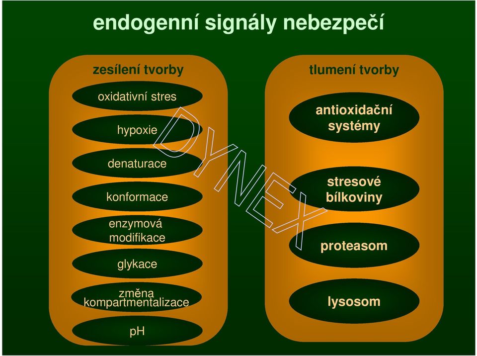 denaturace konformace enzymová modifikace glykace