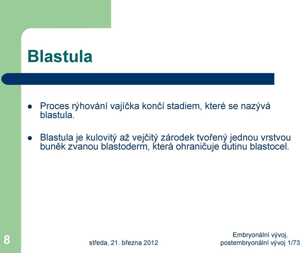 Blastula je kulovitý až vejčitý zárodek tvořený