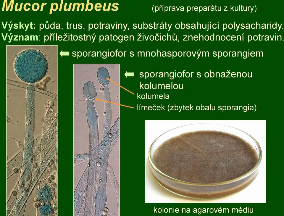 Význam: příležitostný patogen živočichů, znehodnocení potravin.