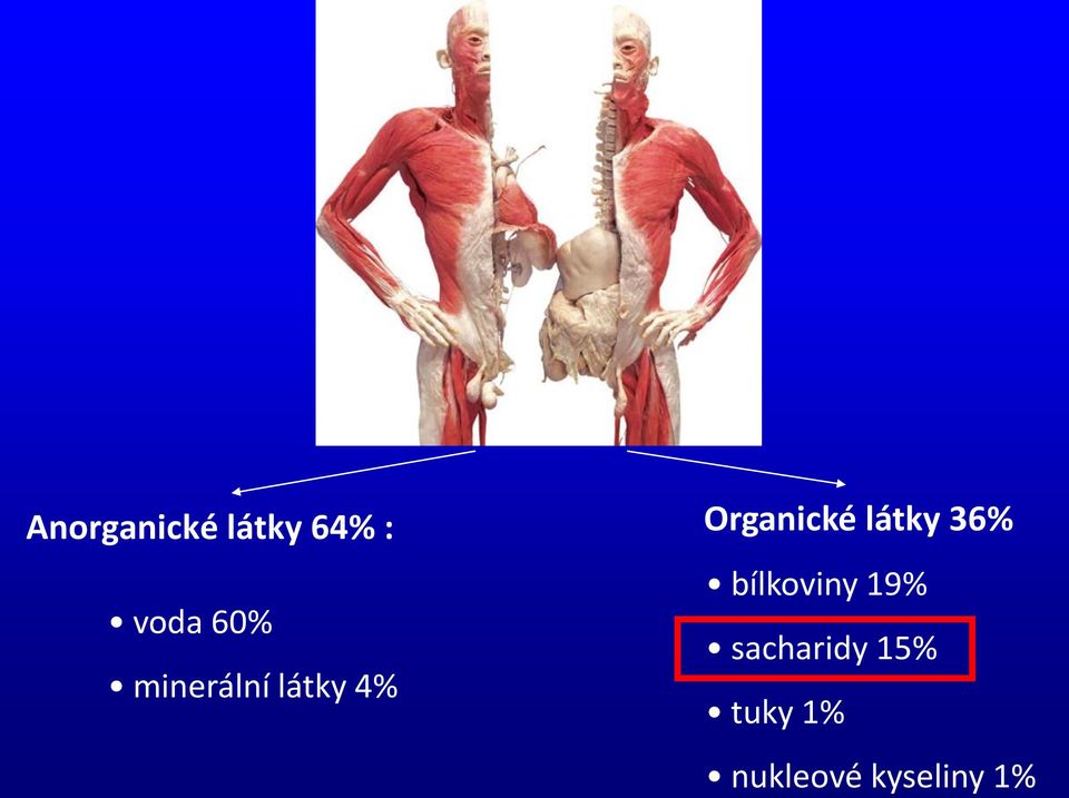 19% voda 60% sacharidy 15%