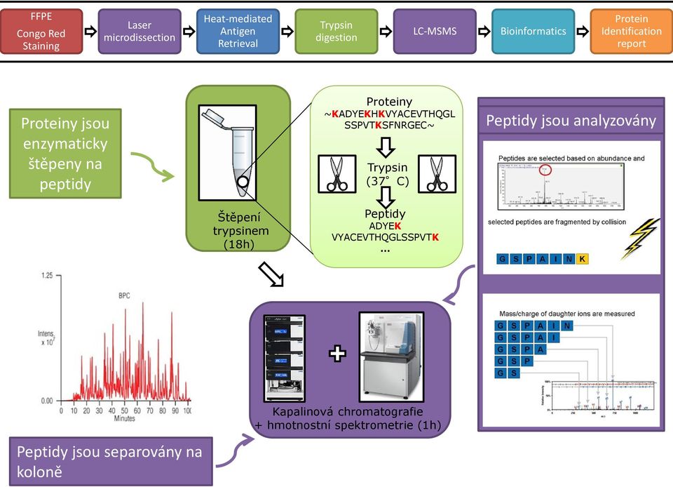 ~KADYEKHKVYACEVTHQGL SSPVTKSFNRGEC~ Trypsin (37 C) Peptidy jsou analyzovány Štěpení trypsinem (18h)