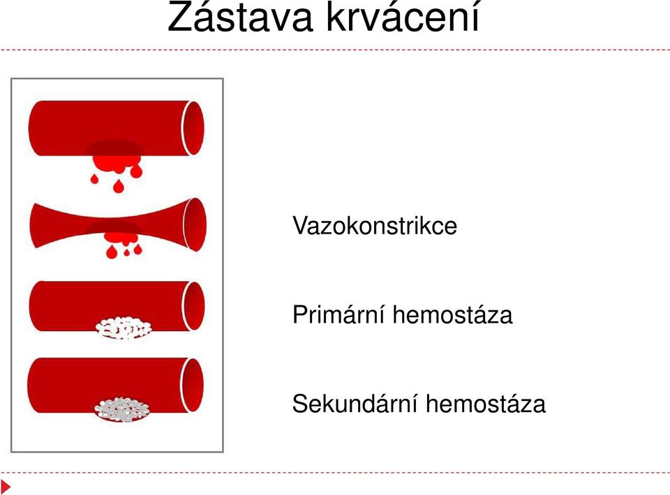 Primární