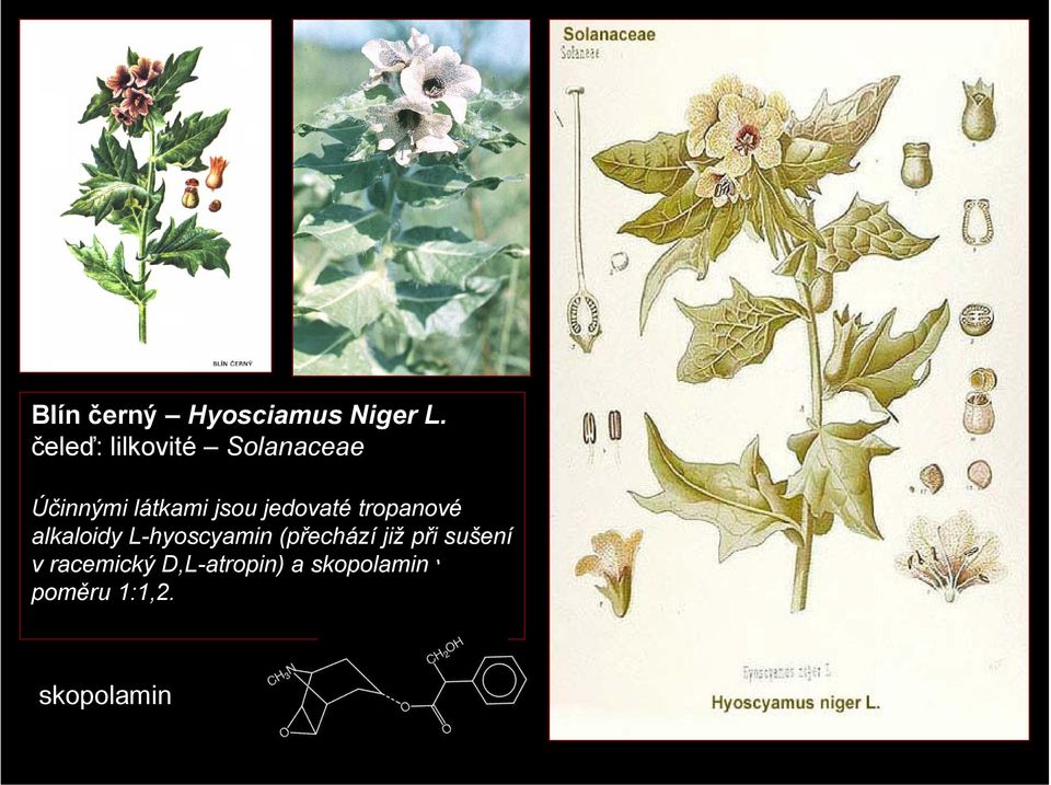jedovaté tropanové alkaloidy L-hyoscyamin (přechází