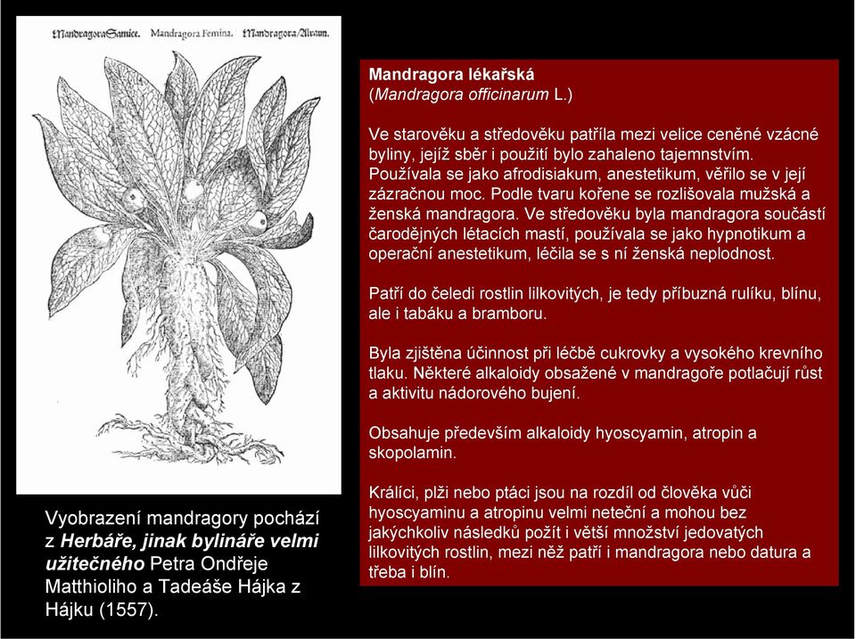 Ve středověku byla mandragora součástí čarodějných létacích mastí, používala se jako hypnotikum a operační anestetikum, léčila se s ní ženská neplodnost.