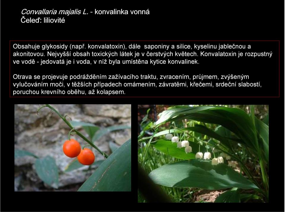 Konvalatoxin je rozpustný ve vodě - jedovatá je i voda, v níž byla umístěna kytice konvalinek.