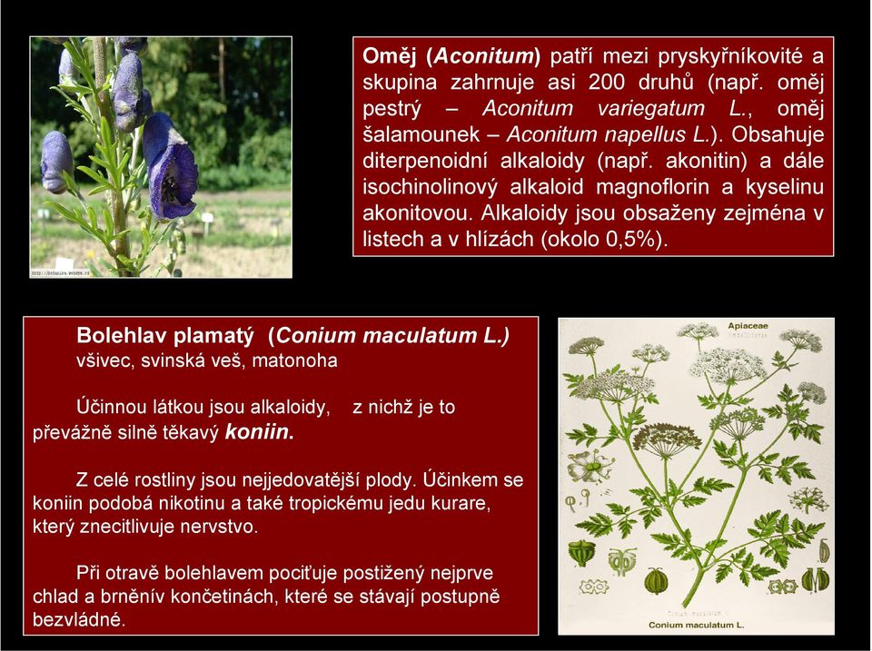 ) všivec, svinská veš, matonoha Účinnou látkou jsou alkaloidy, z nichž je to převážně silně těkavý koniin. Z celé rostliny jsou nejjedovatější plody.