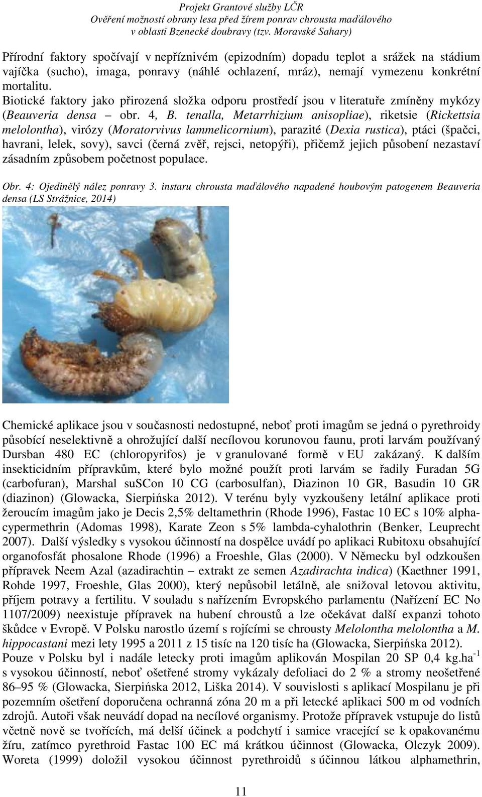 tenalla, Metarrhizium anisopliae), riketsie (Rickettsia melolontha), virózy (Moratorvivus lammelicornium), parazité (Dexia rustica), ptáci (špačci, havrani, lelek, sovy), savci (černá zvěř, rejsci,