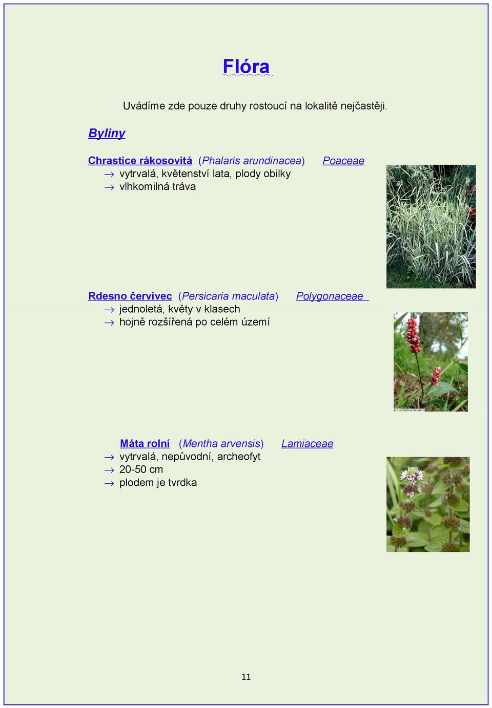 vlhkomilná tráva Rdesno červivec (Persicaria maculata) jednoletá, květy v klasech hojně