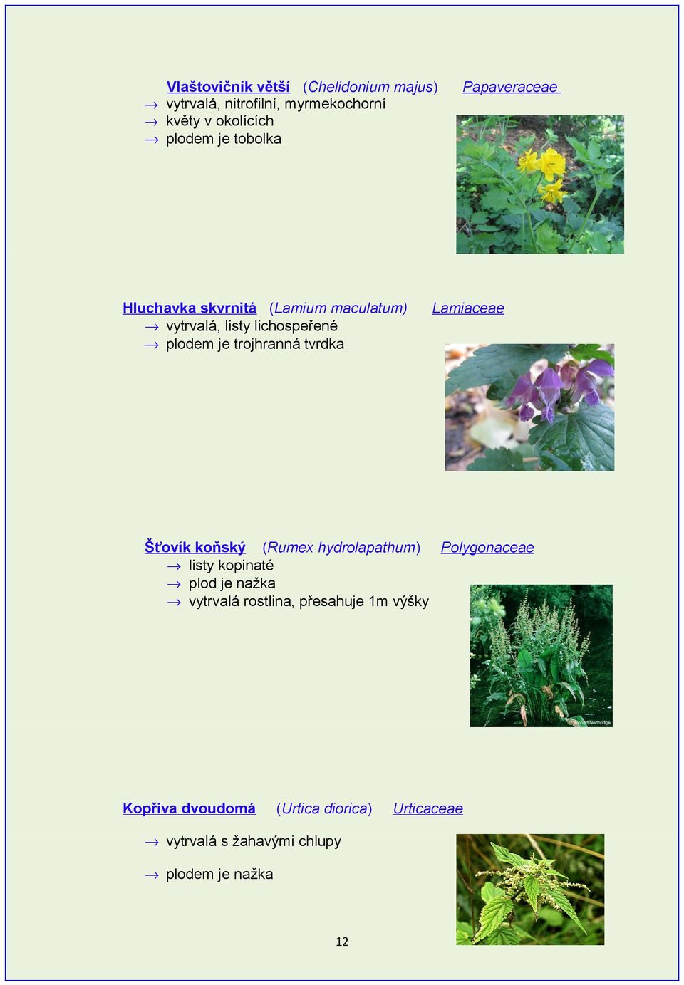 tvrdka Lamiaceae Šťovík koňský (Rumex hydrolapathum) Polygonaceae listy kopinaté plod je nažka vytrvalá