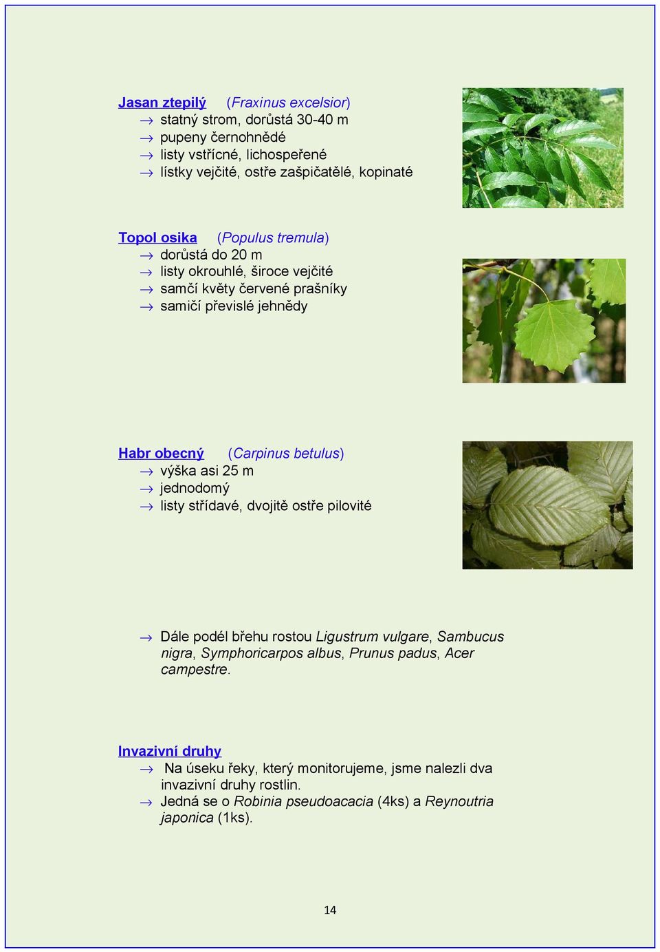 asi 25 m jednodomý listy střídavé, dvojitě ostře pilovité Dále podél břehu rostou Ligustrum vulgare, Sambucus nigra, Symphoricarpos albus, Prunus padus, Acer