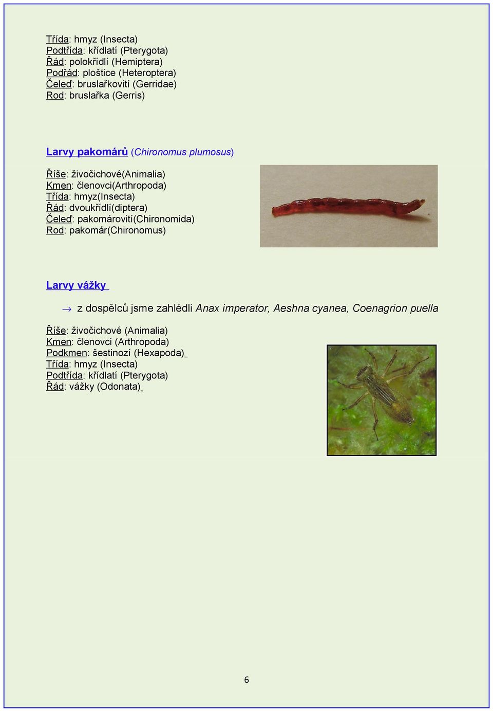 dvoukřídlí(diptera) Čeleď: pakomárovití(chironomida) Rod: pakomár(chironomus) Larvy vážky z dospělců jsme zahlédli Anax imperator, Aeshna cyanea,