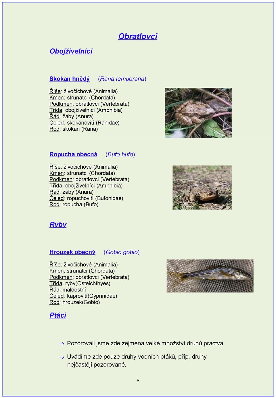 (Bufonidae) Rod: ropucha (Bufo) Ryby Hrouzek obecný (Gobio gobio) Podkmen: obratlovci (Vertebrata) Třída: ryby(osteichthyes) Řád: máloostní Čeleď: