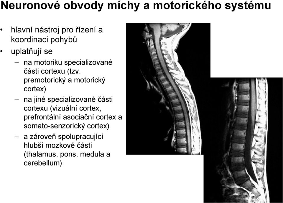 premotorický a motorický cortex) na jiné specializované části cortexu (vizuální cortex,