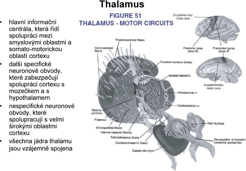 spolupráci cortexu s mozečkem a s hypothalamem nespecifické neuronové obvody, které
