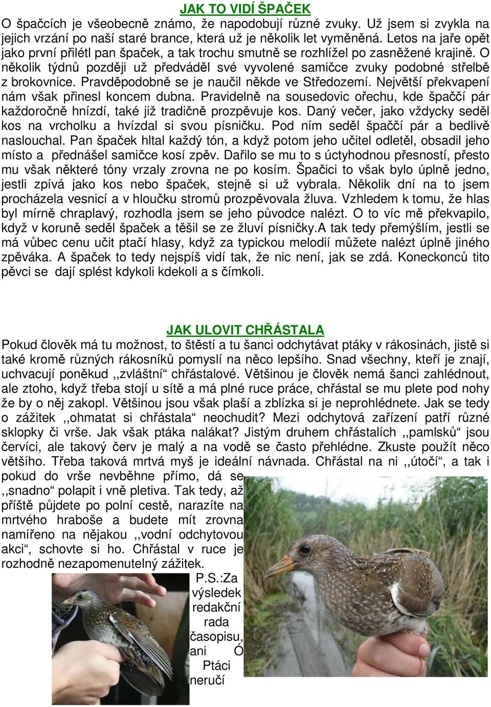 Pravděpodobně se je naučil někde ve Středozemí. Největší překvapení nám však přinesl koncem dubna. Pravidelně na sousedovic ořechu, kde špaččí pár každoročně hnízdí, také již tradičně prozpěvuje kos.